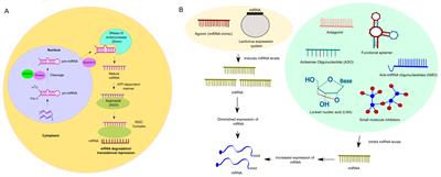 MiRNA-based therapeutic potential in multiple sclerosis